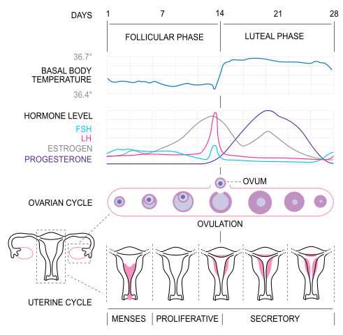 Ovulation takes place on which day